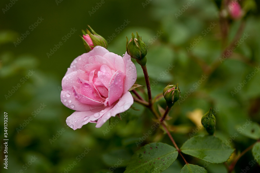 Pink Garden Rose Close Up Pink Garden Rose Close Up