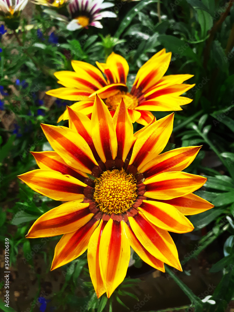 Yellow flowers of Gazania or Treasure Flowers in the garden Yellow flowers of Gazania or Treasure Flowers in the garden