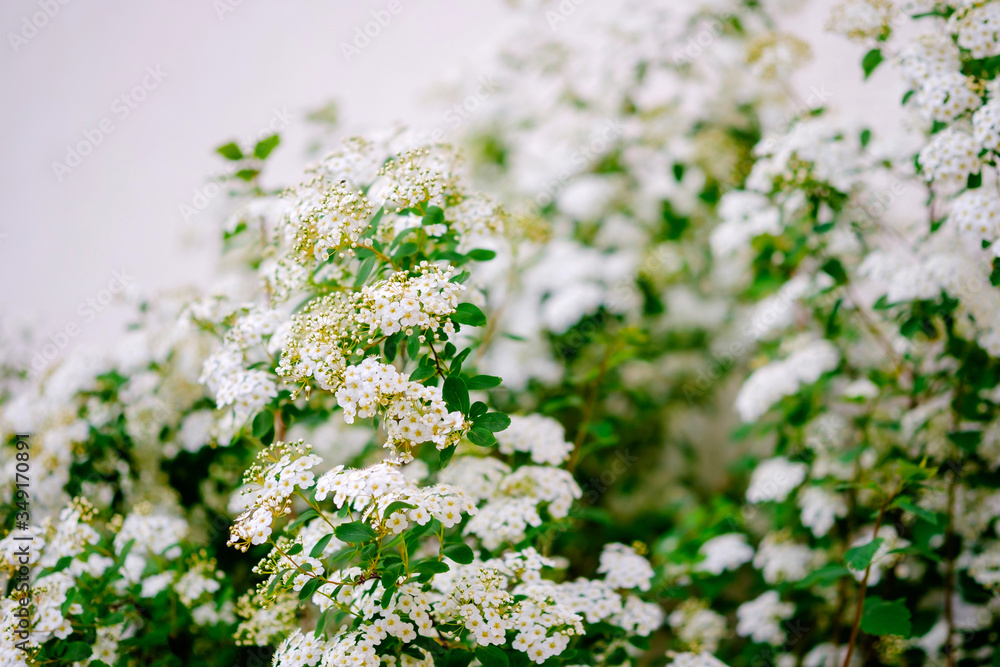 Beautiful white blossoms of alyssum in spring also known as sweet alison blooming. Beautiful white blossoms of alyssum in spring also known as sweet alison blooming.
