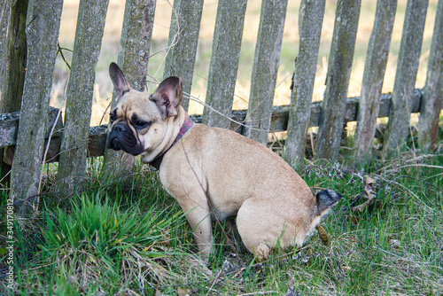 french bulldog have a bowel movement or ease nature on grass