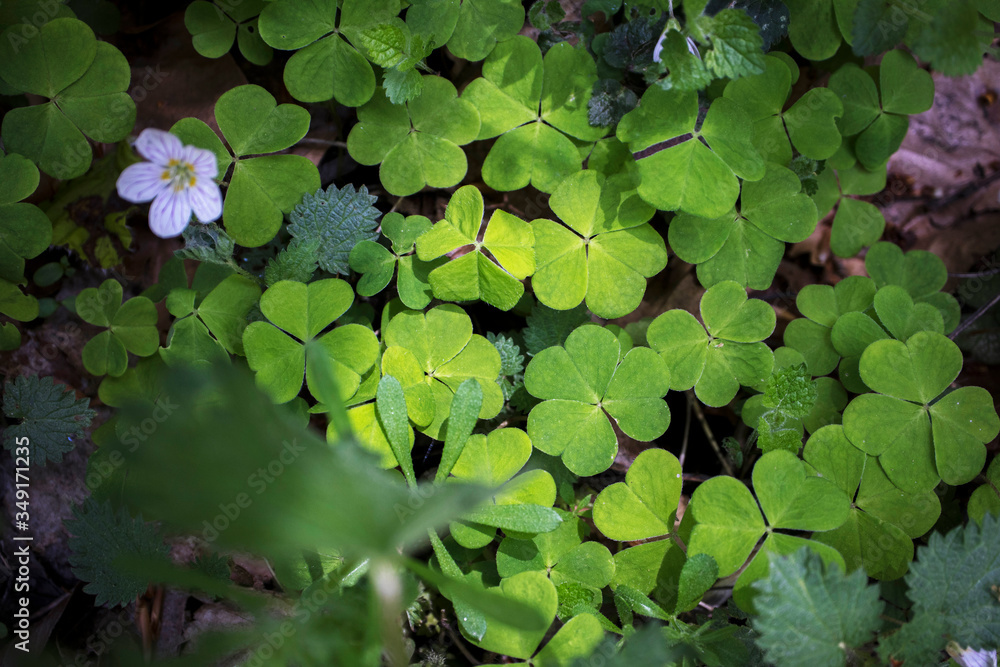 Green natural background of small wild clover in the forest. Top view. Texture. Green natural background of small wild clover in the forest. Top view. Texture.
