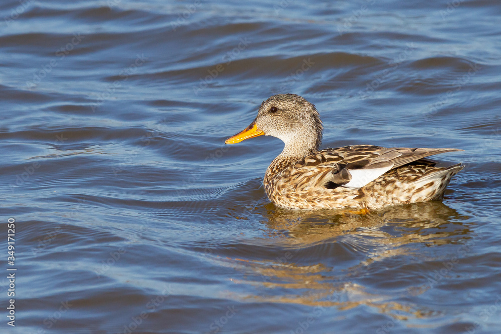 Anade friso ( Mareca strepera) sobre el lago descansando. Anade friso ( Mareca strepera) sobre el lago descansando.