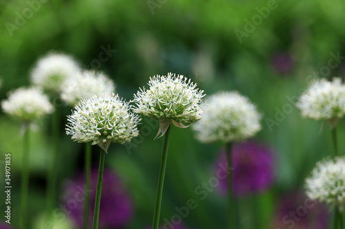 Big white and Purple allium flower in the morning light in the natural environment in the perennial cottage garden. 