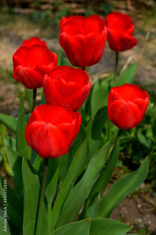 red tulip flowers in the yard