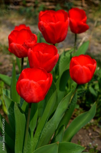 red tulip flowers in the yard