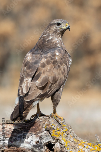 Common buzzard, Buteo buteo, vertical shot of an individual perched on a log on a uniform background.