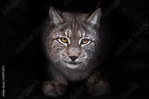 lynx full face sits and seriously looks at you on a night background