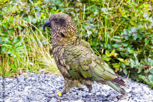 Kea alpine parrot (Nestor notabilis). Arthur's Pass National Park, New Zealand photo