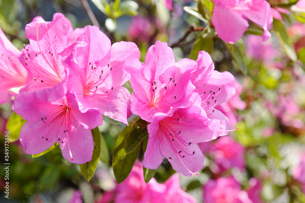 Obraz premium ピンク色のツツジの花