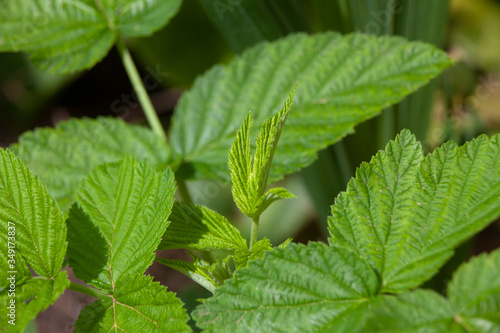 Wallpaper Mural Green Blackberry Leaves in Growth Torontodigital.ca