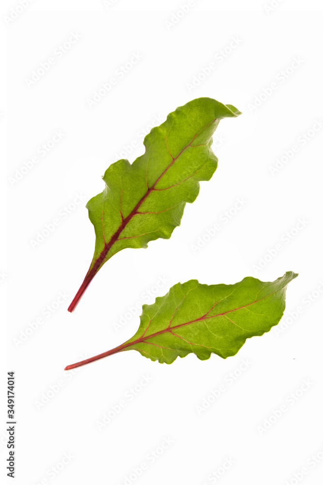 Fototapeta premium beautiful sheet beet leaf, a green sheet with red veins