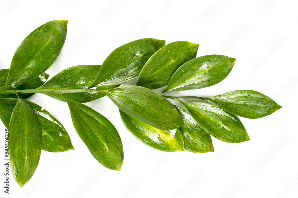 Fresh green leaves isolated on white background. Flat lay, top view. Nature design, spring and summer lush concept Fresh green leaves isolated on white background. Flat lay, top view. Nature design, spring and summer lush concept