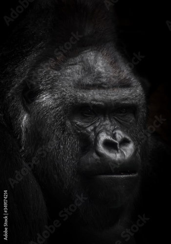 male gorilla portrait on a black background, brutal face.