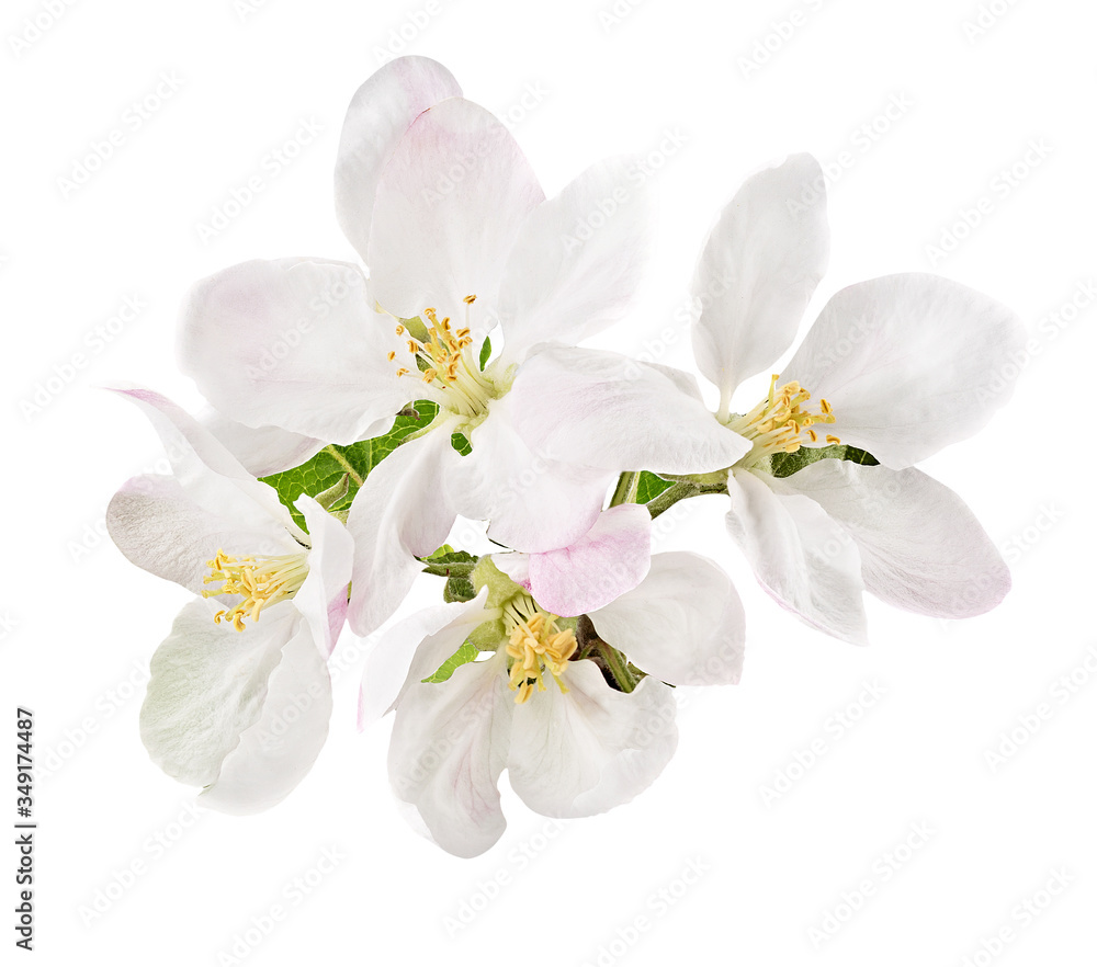apple flower isolated on white background
