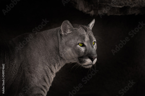 beautiful cougar with green eyes on a dark background, beautiful coat strength and beauty