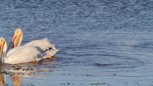 White pelicans swimming while hunting in sea, Pelecanus on rippled water - Moss Landing, California photo