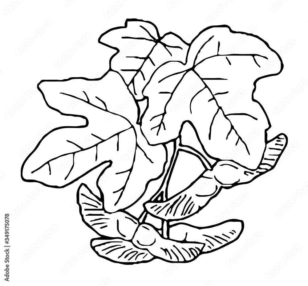 Hand drawn Autumn leaves in black and white, vector line art illustration Hand drawn Autumn leaves in black and white, vector line art illustration