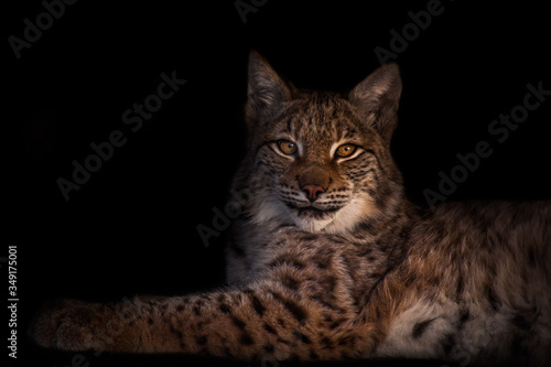 Canvas Print beautiful lynx symmetrically lies a beautiful slender beast on a dark background