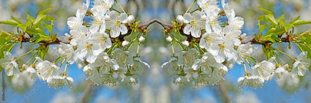 Kirschblüten gespiegelt als Panorama