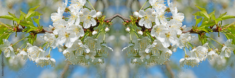 Kirschblüten gespiegelt als Panorama Kirschblüten gespiegelt als Panorama