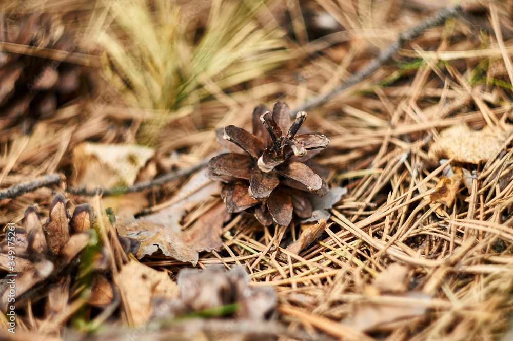 Fir cones on the forest with intentional shallow depth of field Fir cones on the forest with intentional shallow depth of field