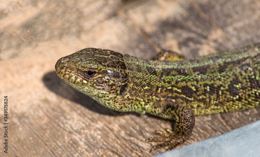 the lizard basks in the bright warm sun in spring the lizard basks in the bright warm sun in spring