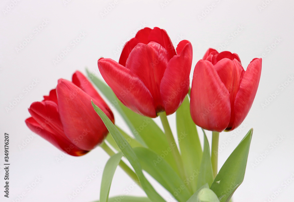 bouquet of red tulips on white background bouquet of red tulips on white background