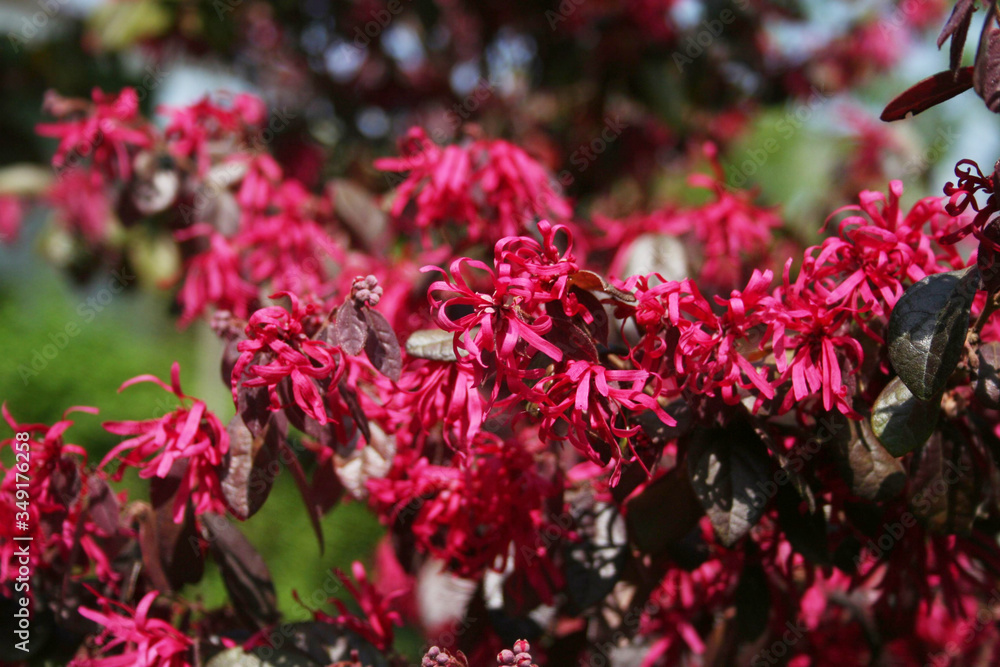 Pink Loropetalum japonica flowers in the garden on a sunny day. Loropetalum bush in bloom on springtime
Pink Loropetalum japonica flowers in the garden on a sunny day. Loropetalum bush in bloom on springtime