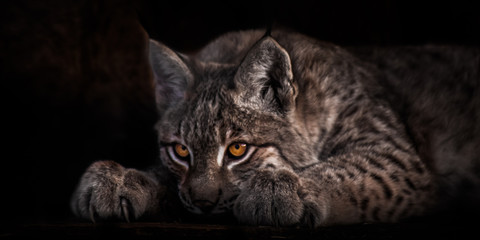 Sierkussen Lynx Rustende lynx met lichtgevende ogen  © Mikhail Semenov