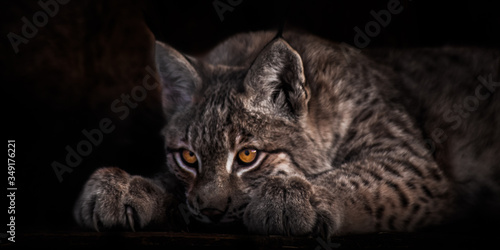 Fotografia Lying and looking with luminous eyes,  lynx on a black background, the head lies on its legs