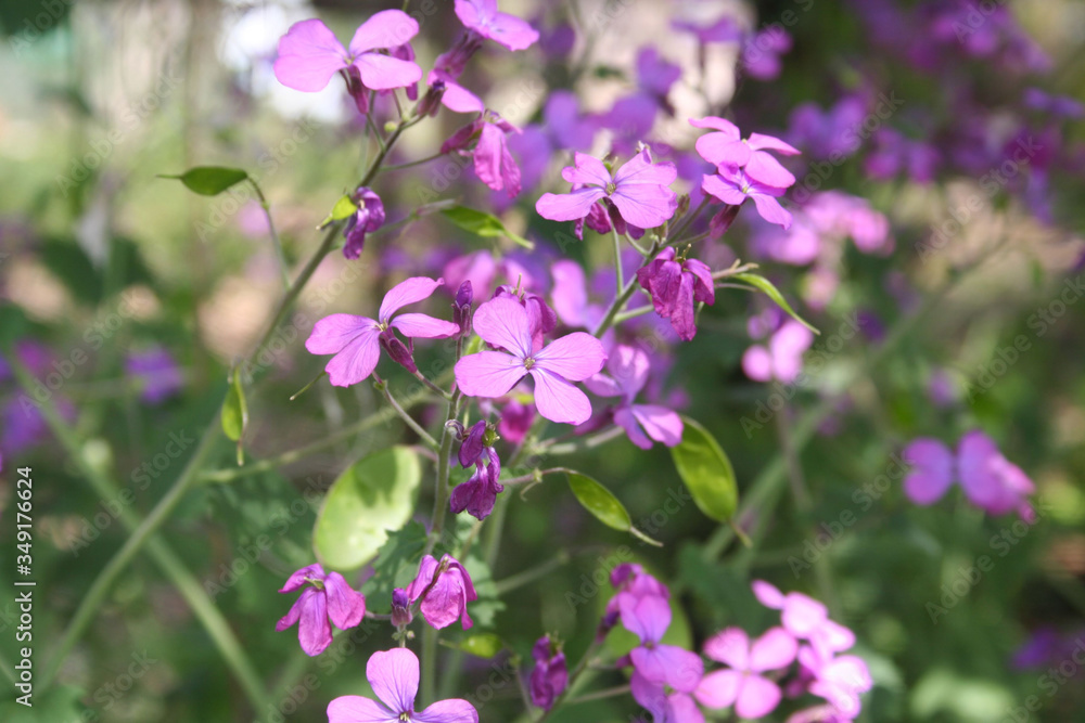Fototapeta premium Beautiful purple flowers of Lunaria annua plant in bloom in the garden 