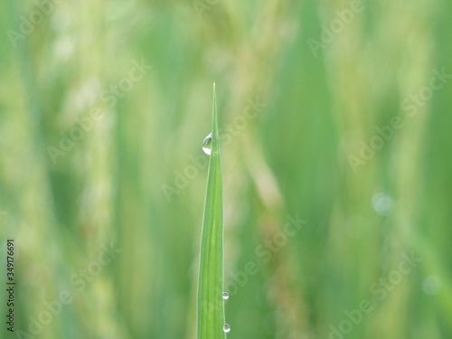 rice plant in the local field, The padding that makes farmer excited 