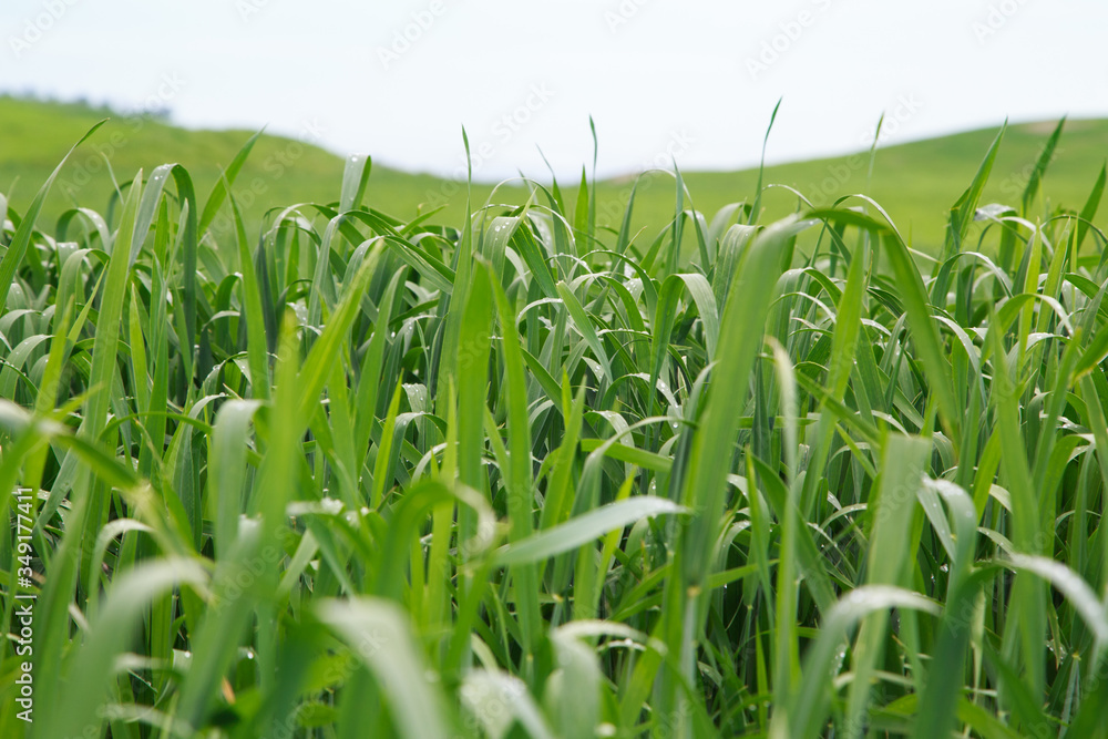 Fototapeta premium Lush green grass. Spring background. Drops of dew on the leaves. Copy space. Fresh bright texture.