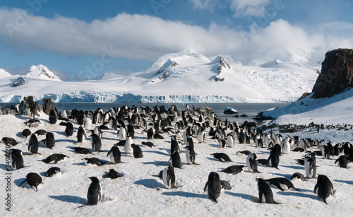 Nesting Chinstrap Penguin colony, Halfmoon Island, Antarctica