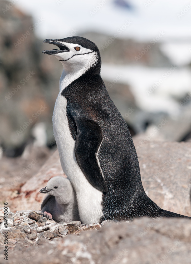 Fototapeta premium Nesting Chinstrap Penguin with chick, Antarctic Peninsula