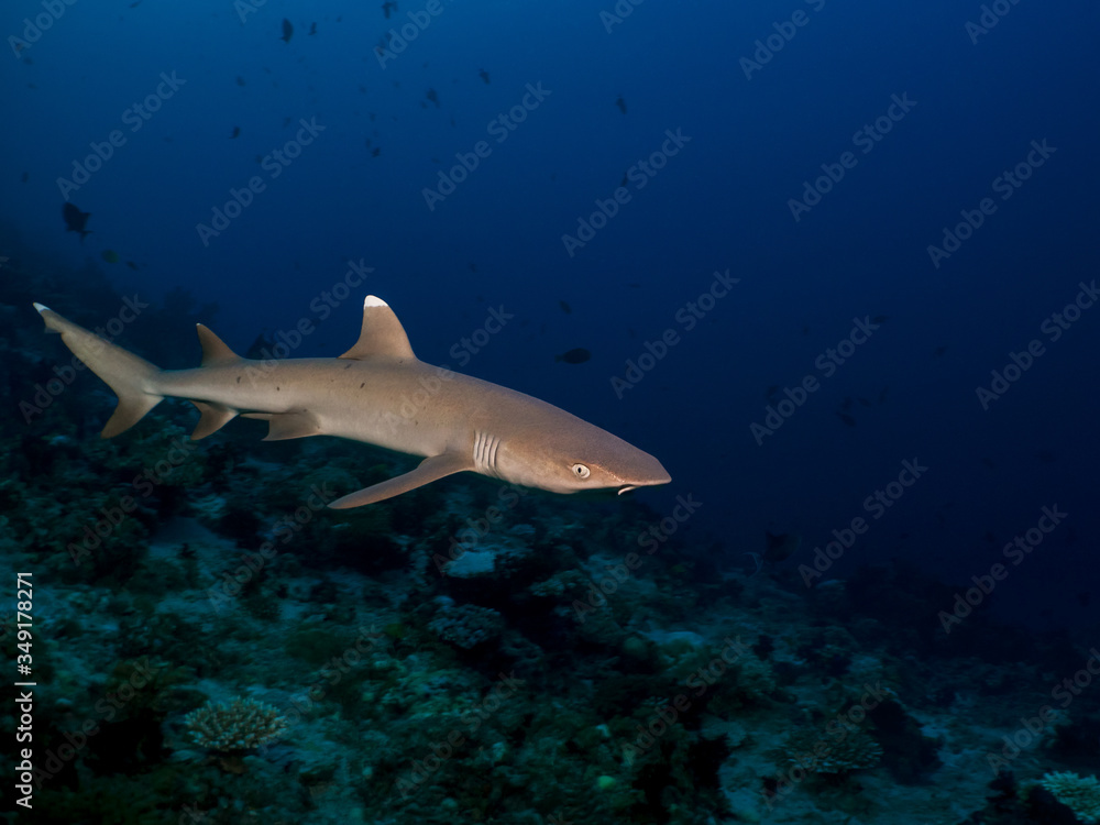 Obraz premium Im Auge des Königs der Meere