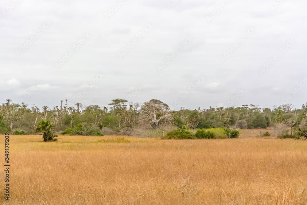 View with typical tropical landscape, baobab and other trees and vegetation