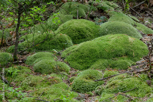 green moss Leucobryum glaucum in the natural ecosystem. Leucobryum glaucum  commonly known as leucobryum moss or pin cushion moss  is a species of haplolepideous mosses of the family Leucobryaceae.