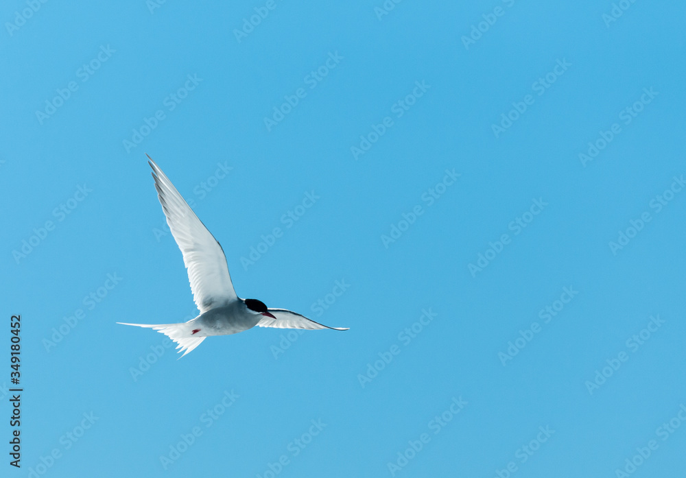 Obraz premium Adult Antarctic Tern in breeding plumage in flight, Antarctic Peninsula