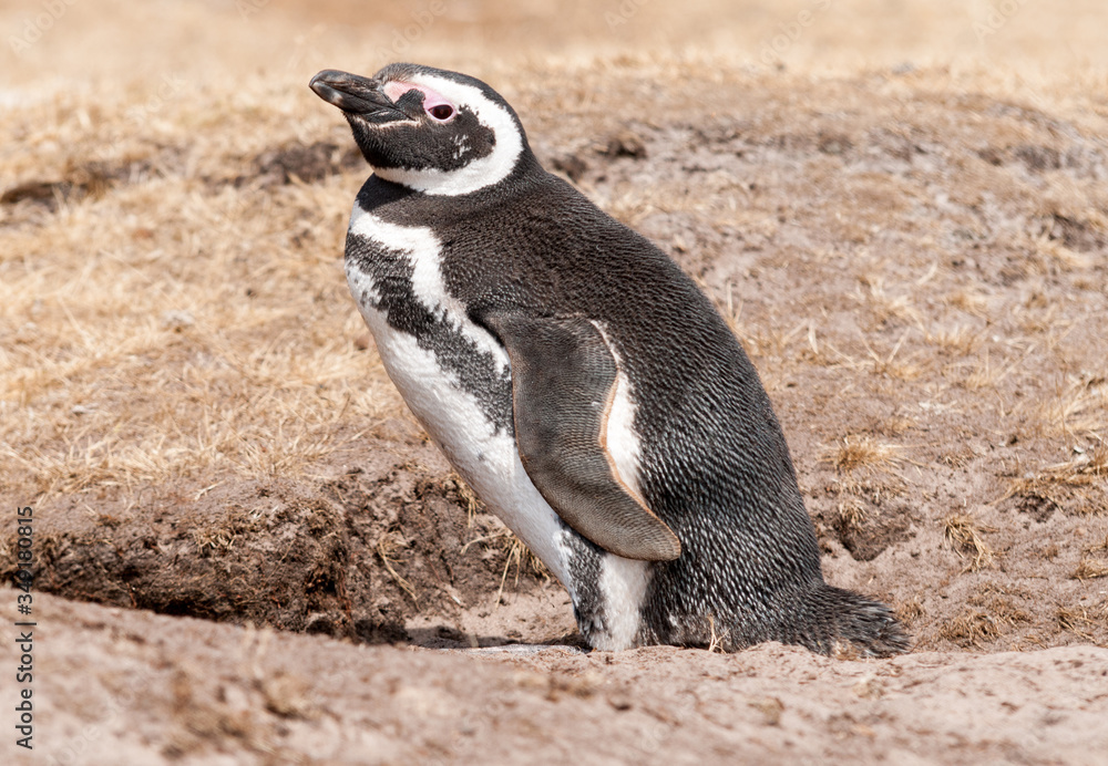 Obraz premium Adult Magellanic Penguin standing at nest burrow, Saunders Island, Falkland Islands