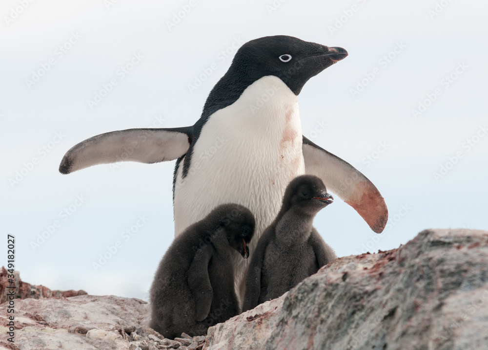 Naklejka premium Adult Adelie Penguin and two chicks, Antarctic Peninsula