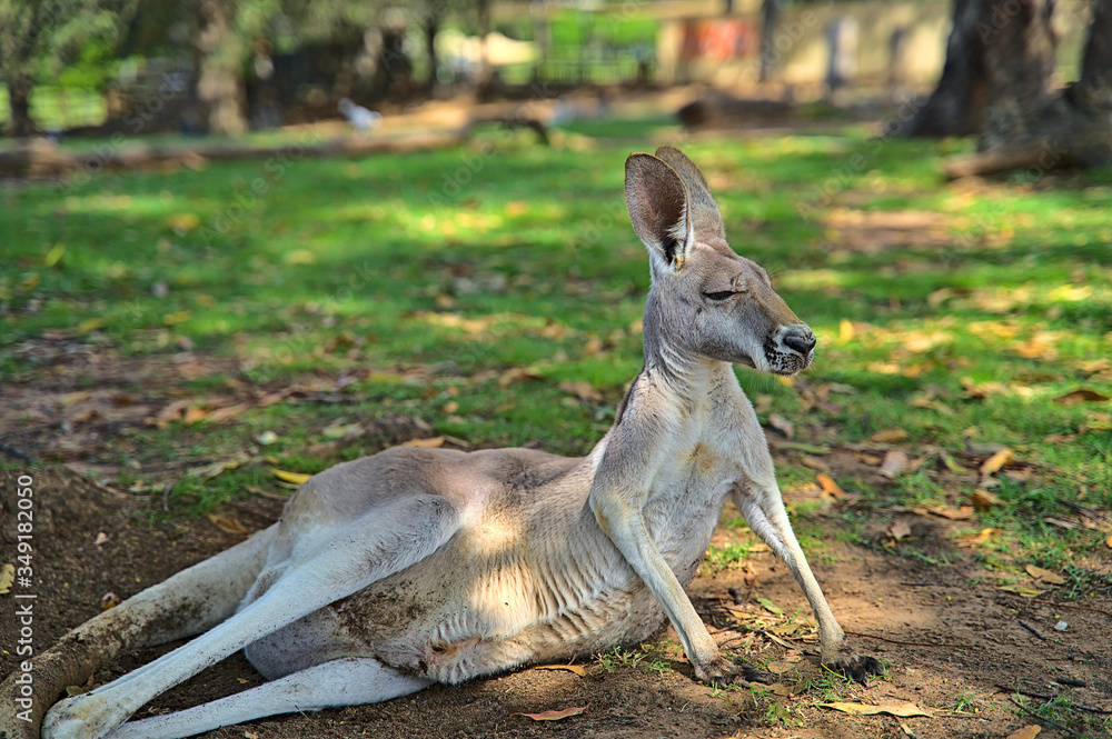 West Australian giant kangaroo lying on the ground West Australian giant kangaroo lying on the ground