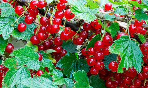 Red Currant hanging on a bush in the garden.