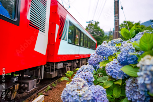 【神奈川県 箱根】箱根登山鉄道沿いのアジサイ