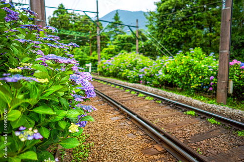 【神奈川県 箱根】箱根登山鉄道沿いのアジサイ