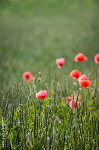 Poppy Flower Meadow In Summer