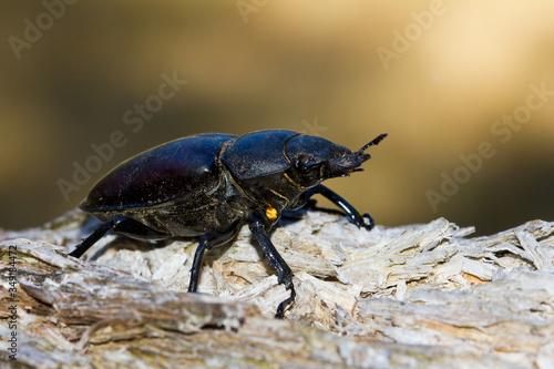  Hembra de escarabajo ciervo volante (Lucanus cervus), sobre el tronco con fondo amarillento.
