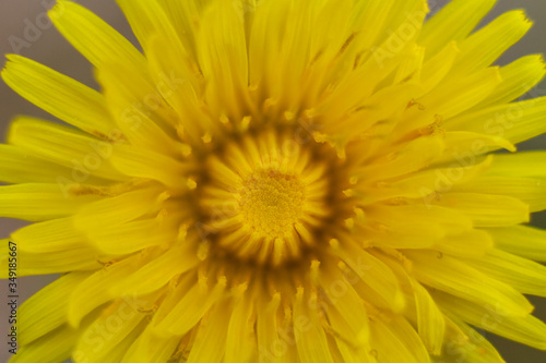 yellow flower macro