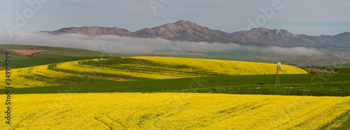 landscape with canola