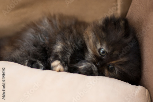 Persian cat pet portrait , closeup